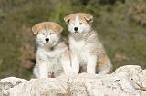 AKITA INU 011